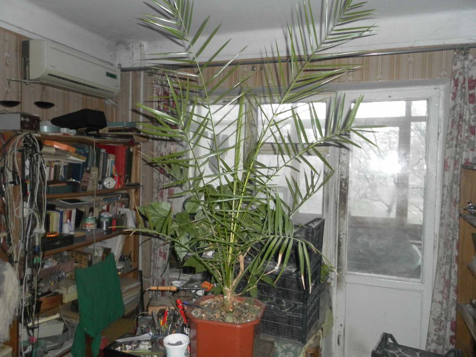 Финиковая пальма, кактусы, алое