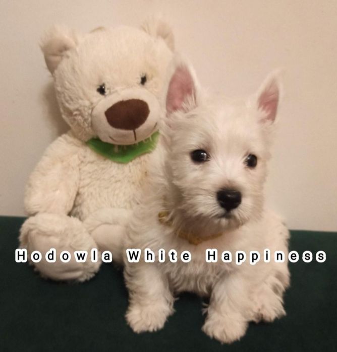 Śliczny szczeniak West White Terrier po zdrowych rodzicach CMO 0