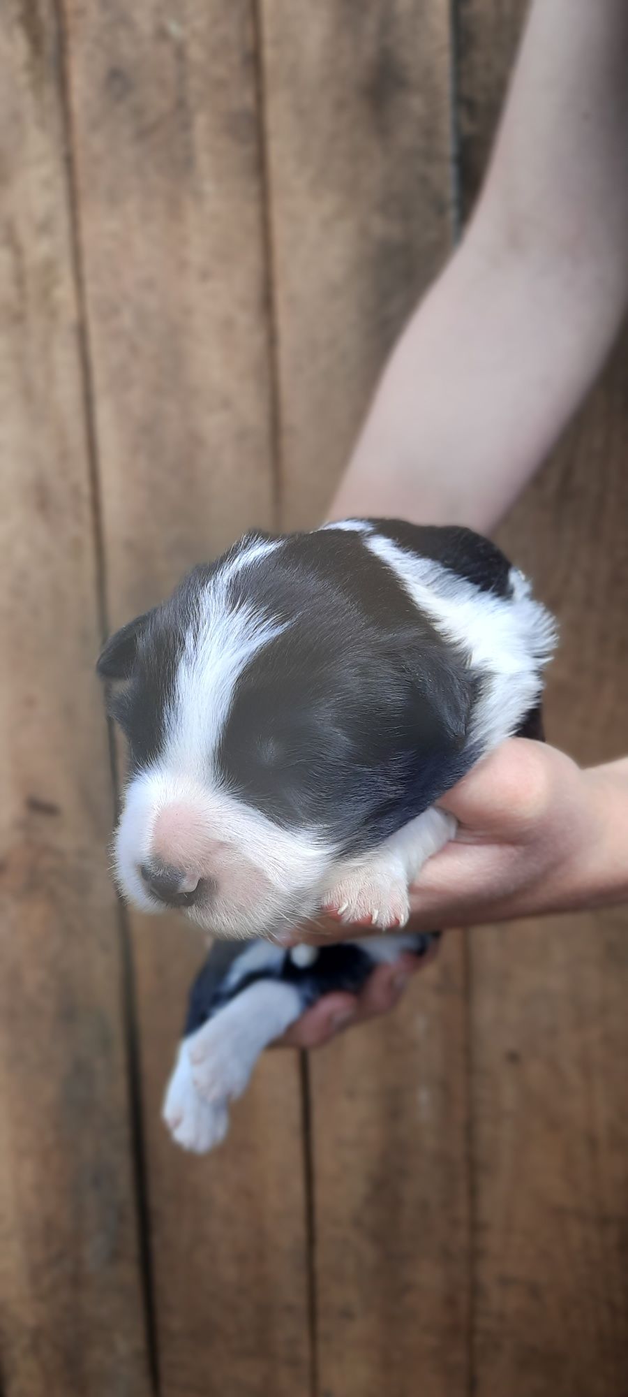 Border collie,  suczka