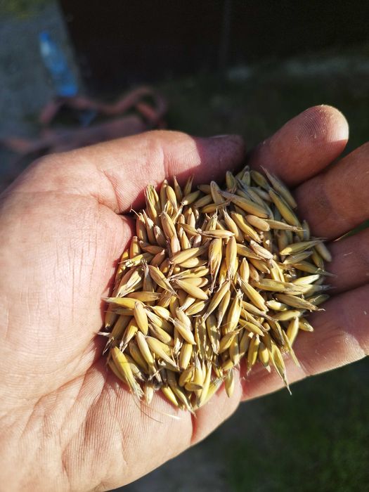 Pszenica pszenżyto Owies, Jęczmień zbiór 2025