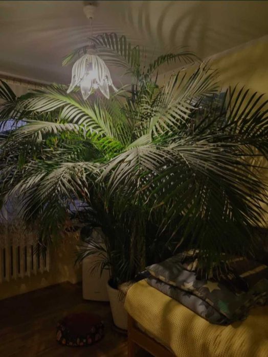 Ogromna palma-AREKA!!