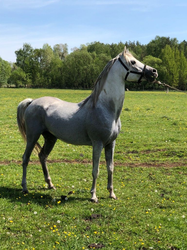 Stanówka, licencja, ogier czystej krwi Arabskiej, siwy, krycie, piękny