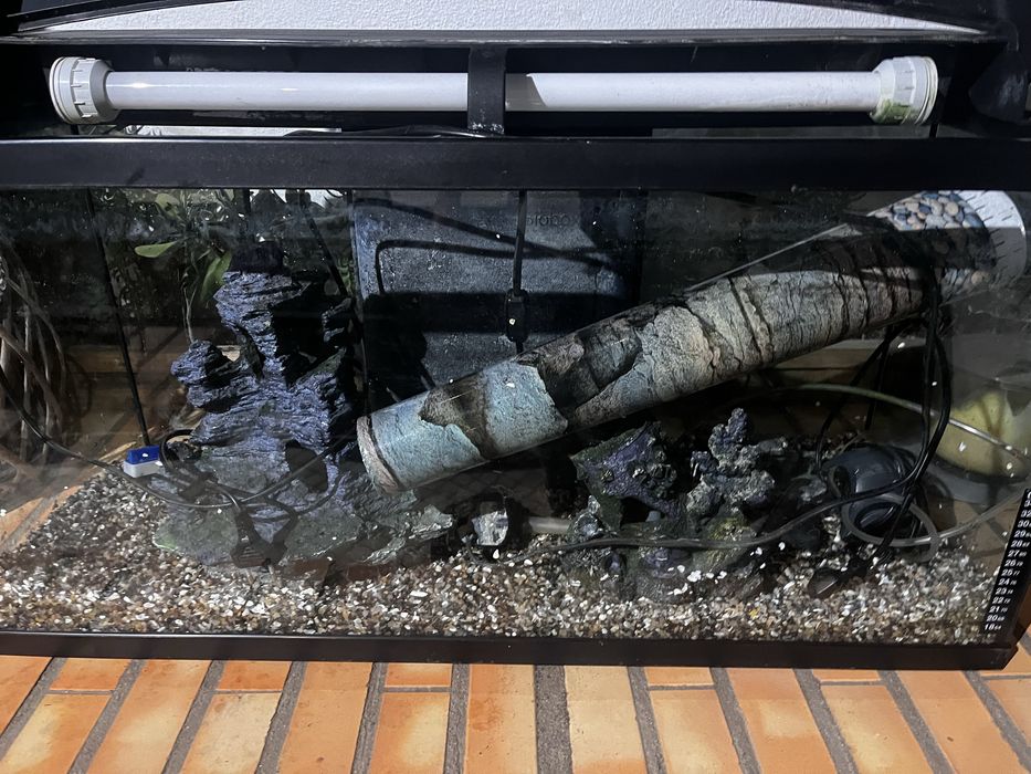 Aquário peixes com 80 cm