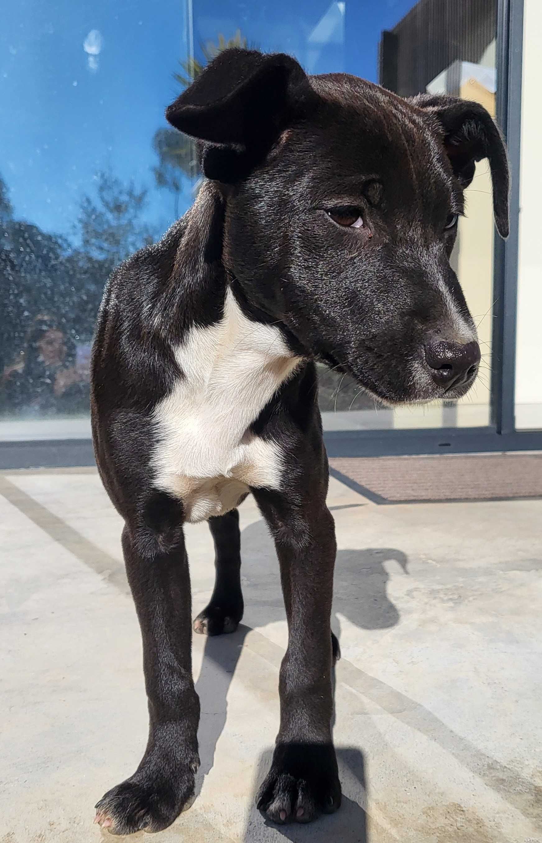 Damos Cachorro Fifi Meiga e Linda