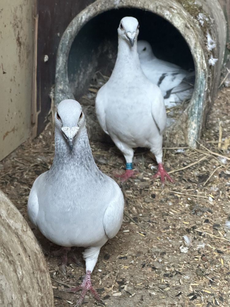 Голуби дамаскі дамаские дамаські