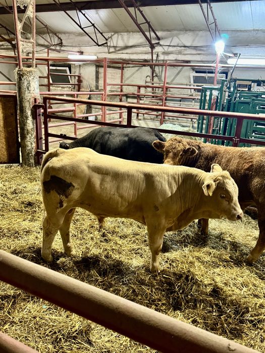 Byczki odsadki scharolez limuze blonde