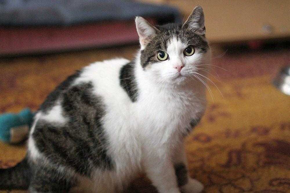 Pawełek ok 3 letni kocurek do adopcji.