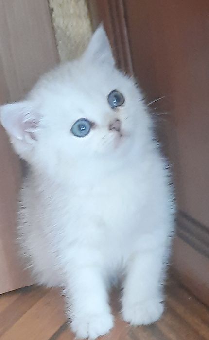 Лялькові кошенятка