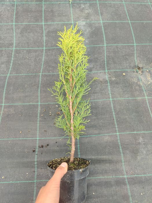 Туя Смарагд - в контейнері