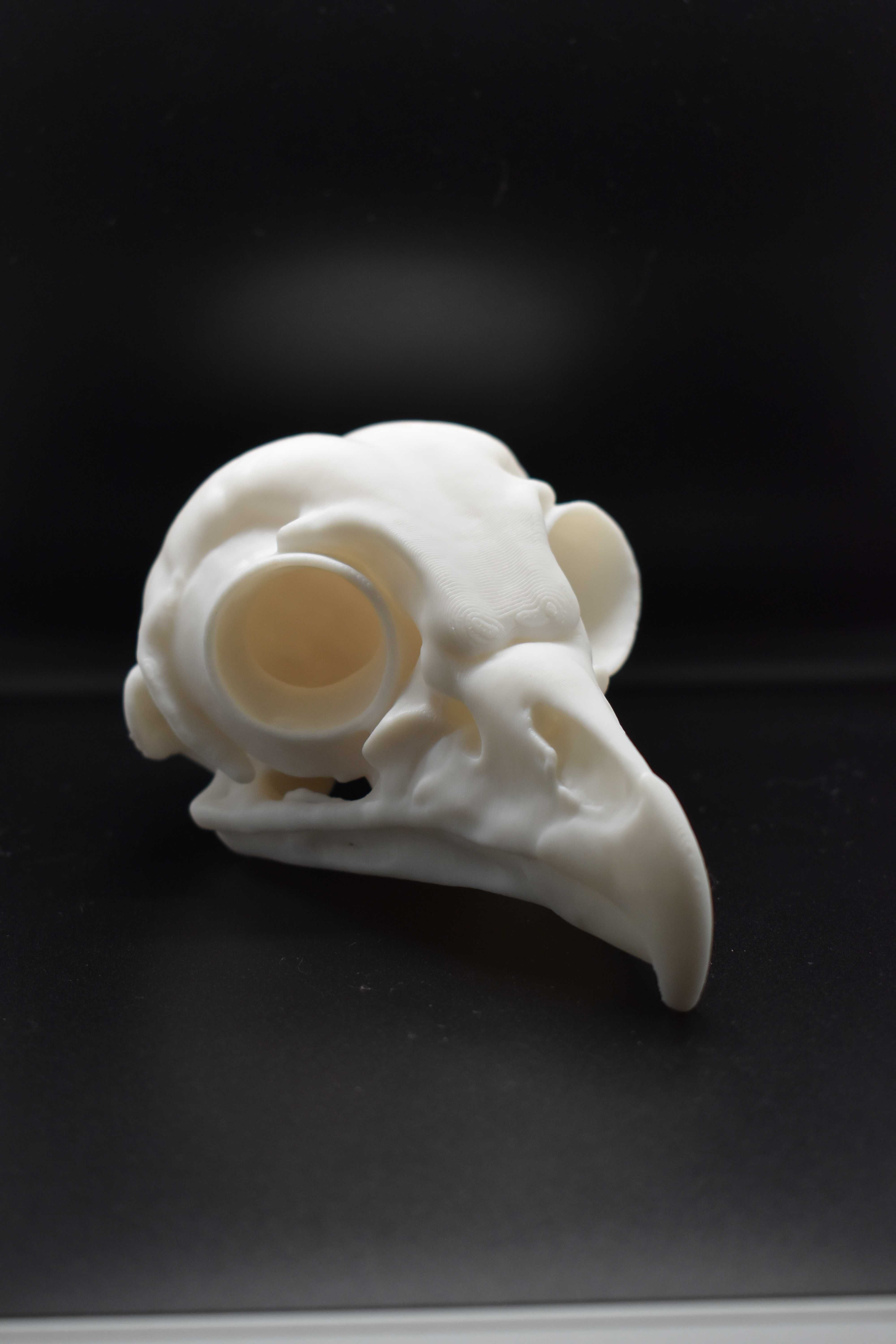 Czaszka ptaka 3D - gadżet - prezent