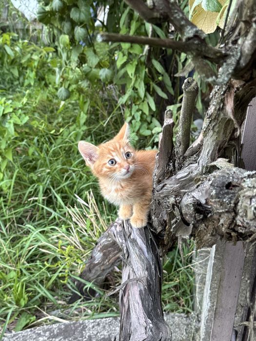 Маленькі котики/кошеня