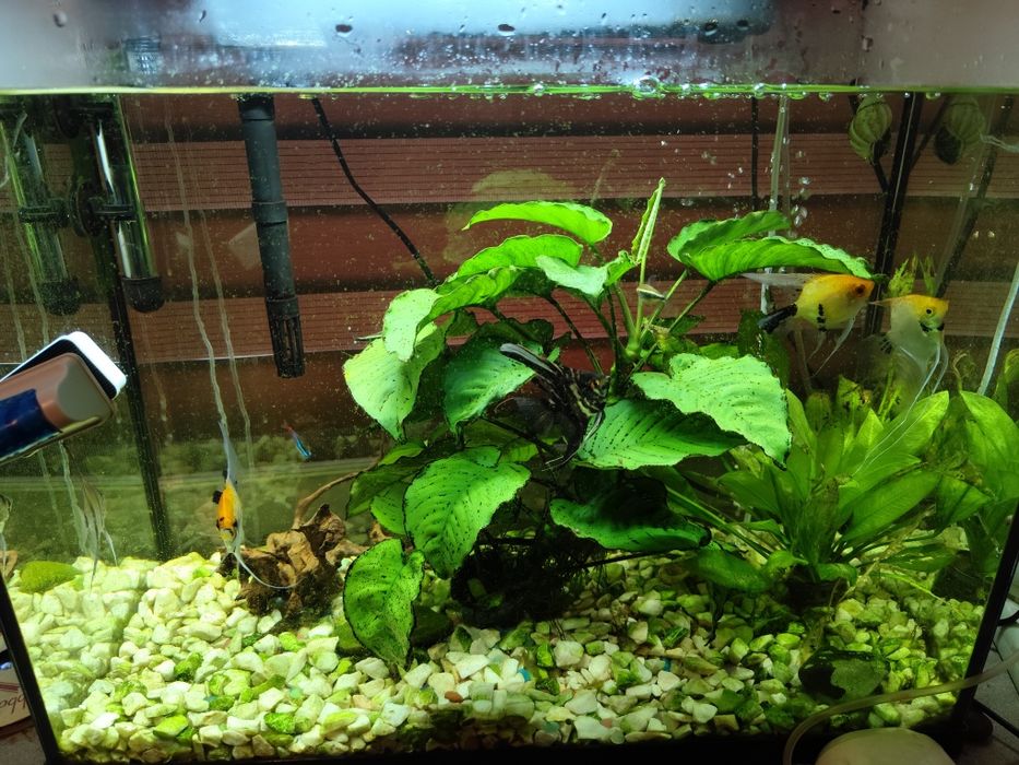 Sprzedam akwarium wraz z zawartoscia