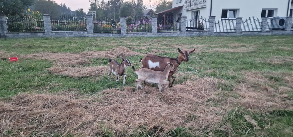 Koza dojna OKAZJA