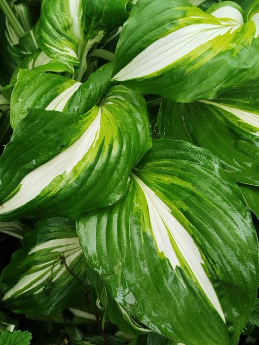 Хоста, лютики, гибискус, юкка, папоротник и др.