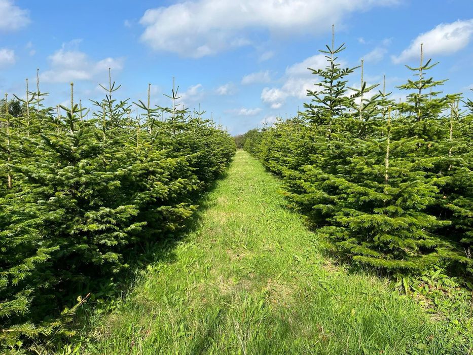 Jodła kaukaska choinki