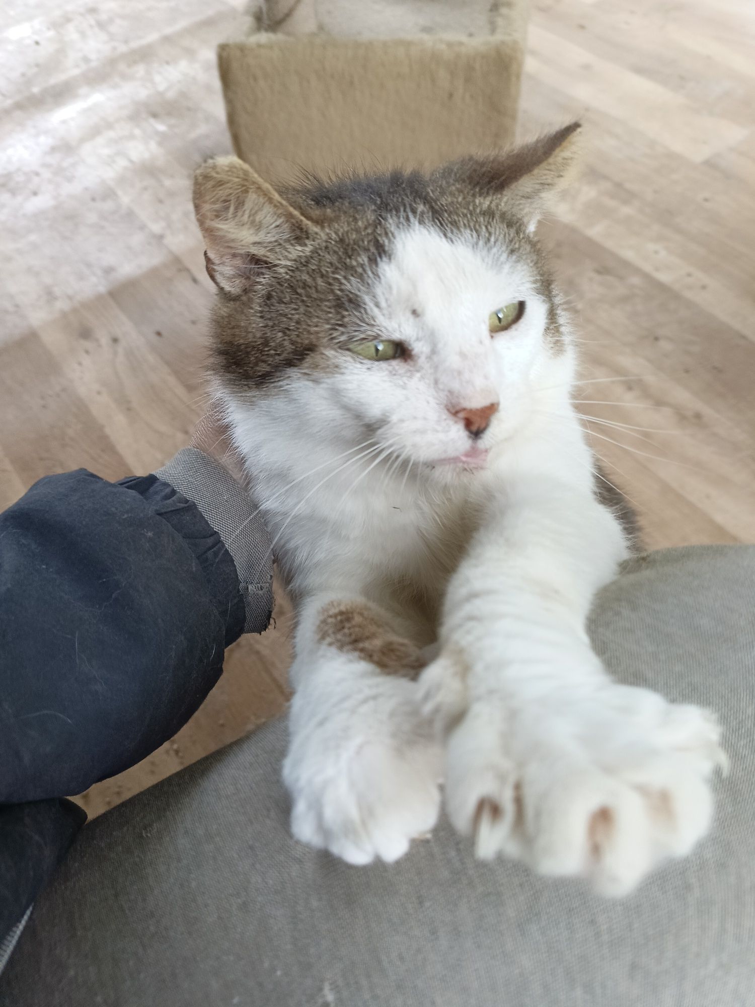 Kocur Neo do adopcji