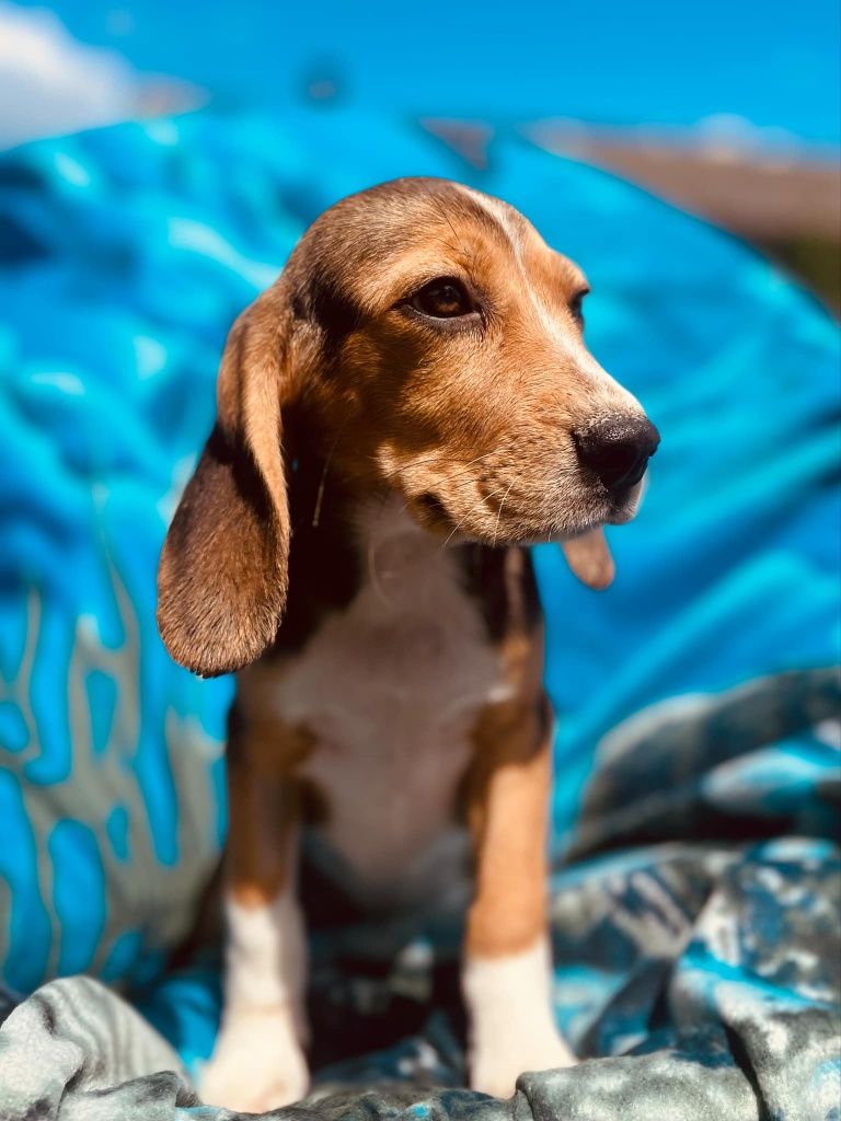 Beagle z legalnej hodowli