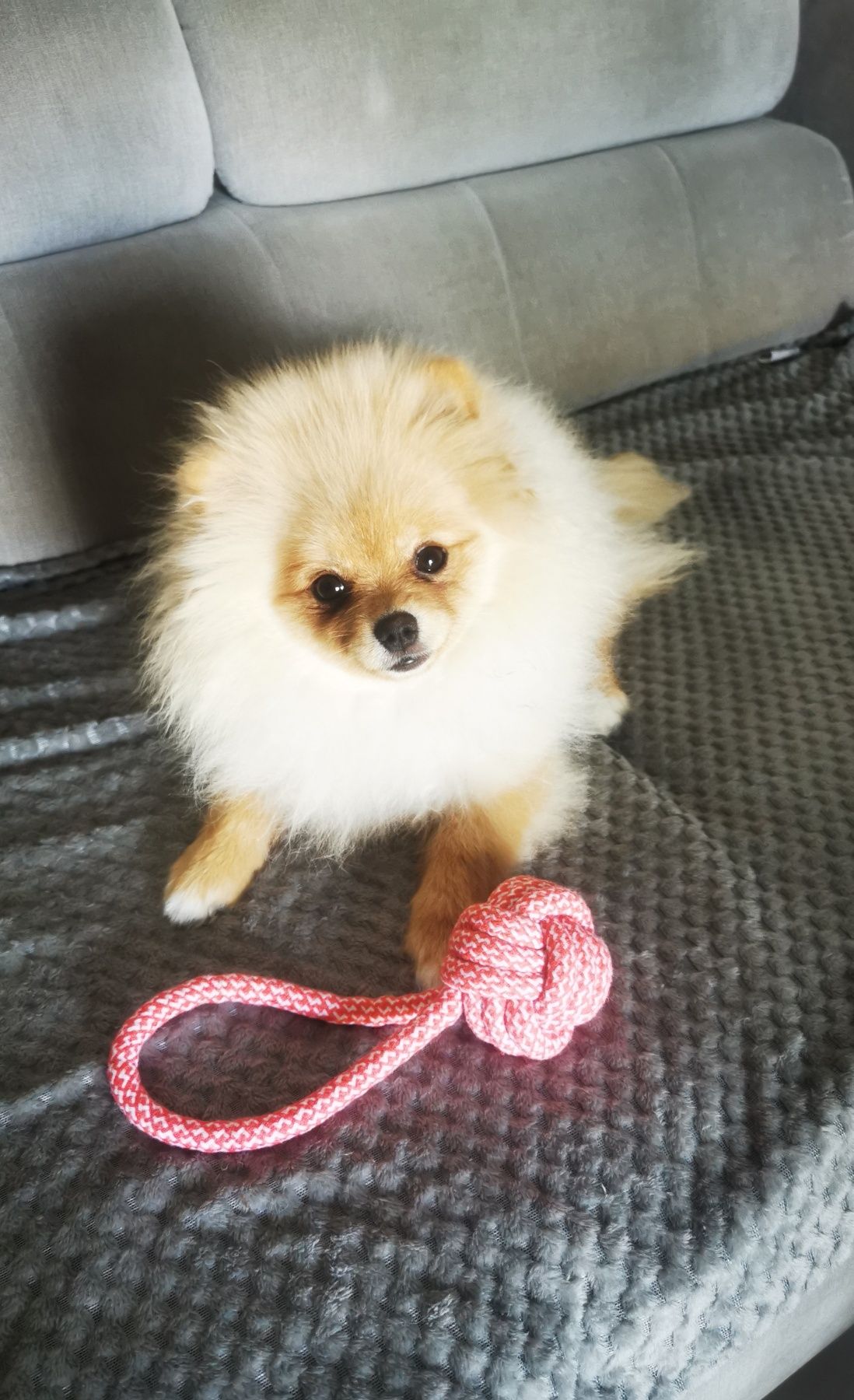 Pomeranian szpic miniaturowy śliczna dziewczynka 5 miesięcy