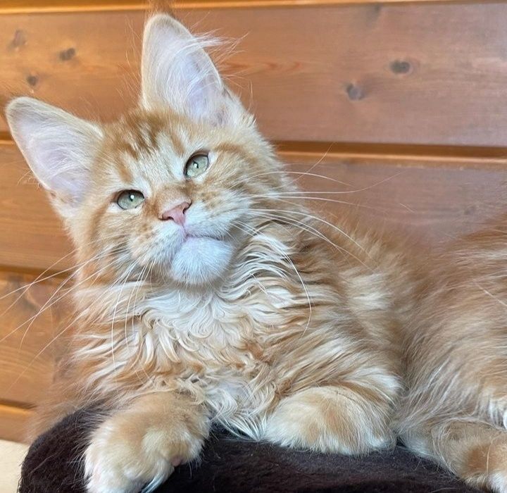 Очаровательные котята Мейн-кун