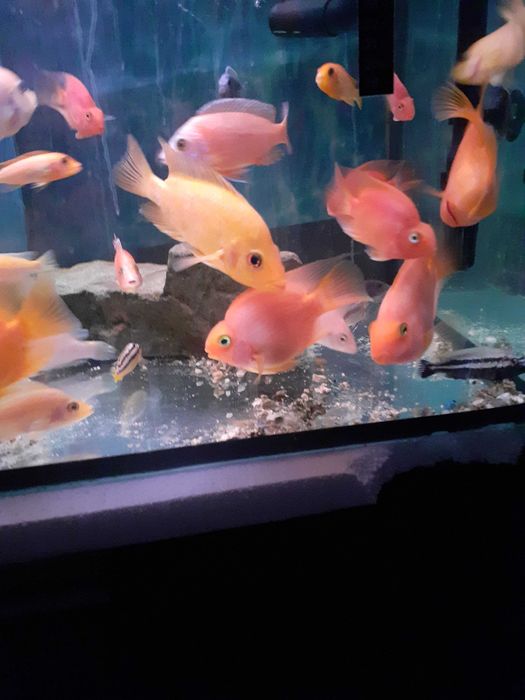 Pyszczaki malawi,pielegnice papuzie i cytrynowe