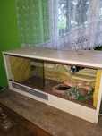 Terrarium z wężem zbożowym