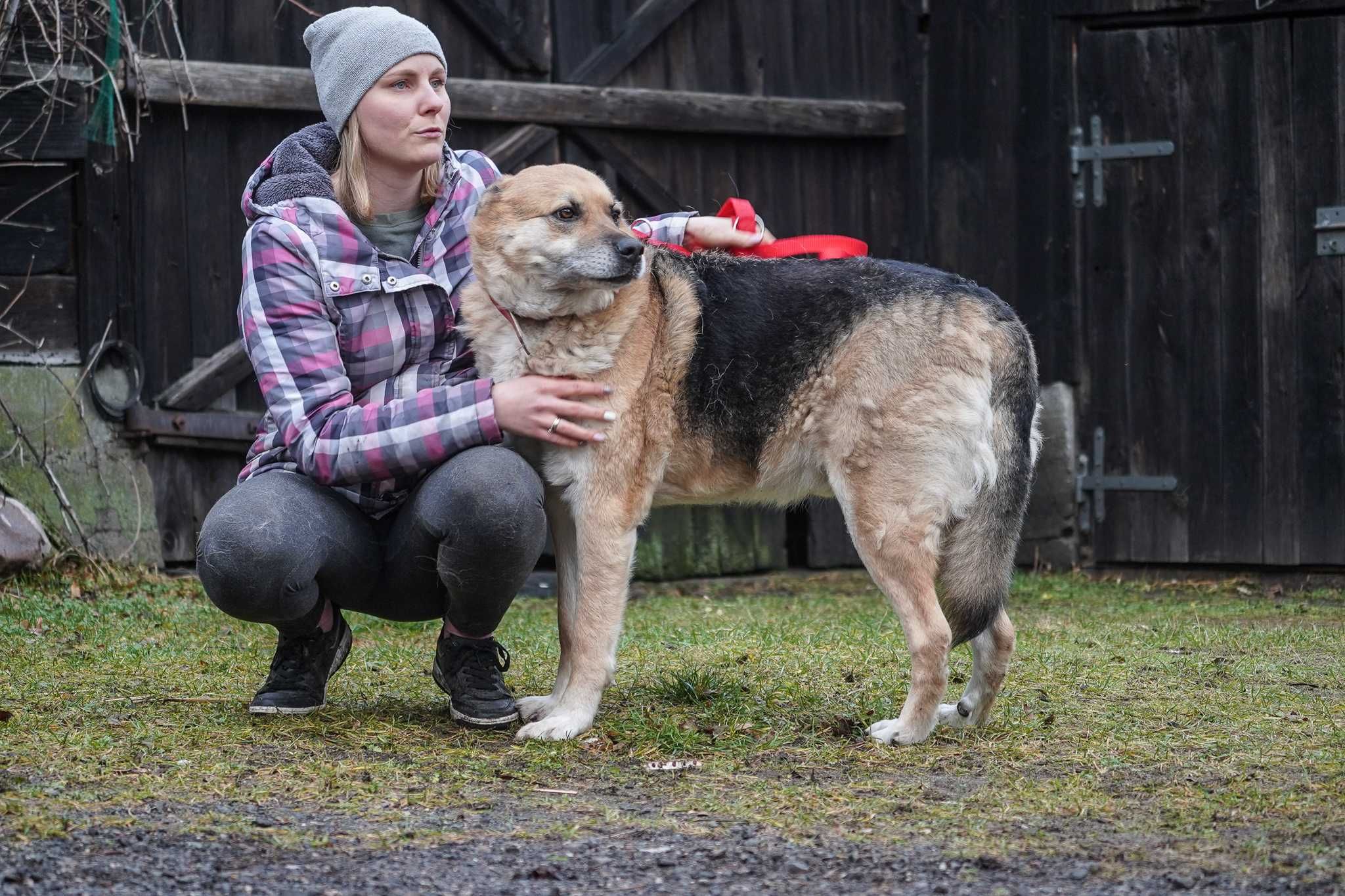 Rino - psiak w typie owczarek niemiecki szuka domu