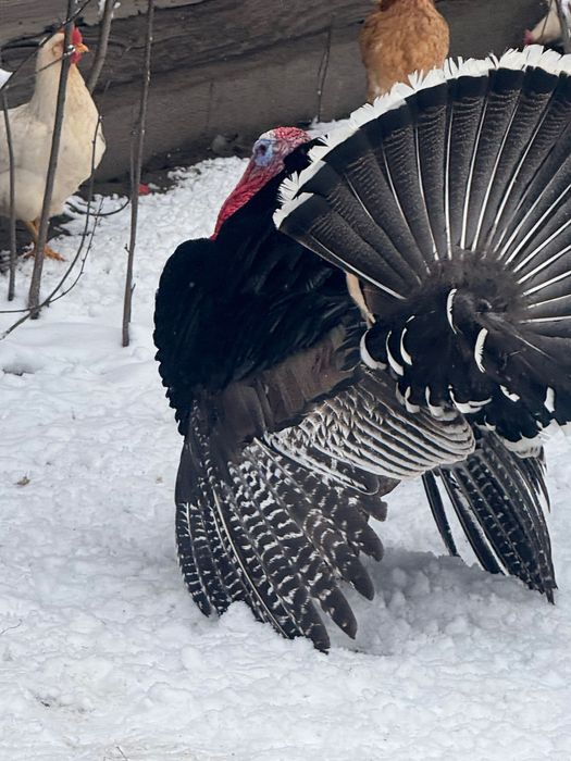 Sprzedam indyki indyczki.