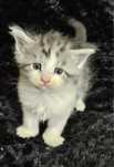 Kotki maine coon
