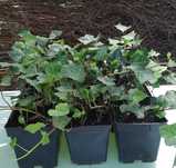 Bluszcz Hedera Helix donica 2 litry