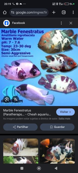 Viejas marble fenestratus