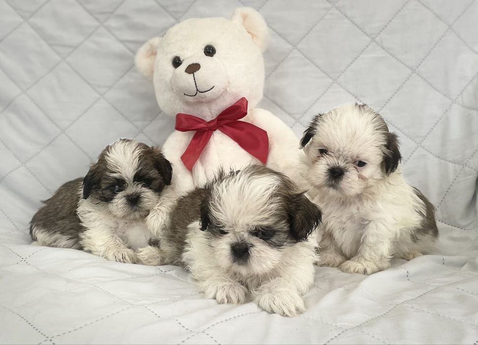 Piesek shih-tzu przeuroczy szczeniak