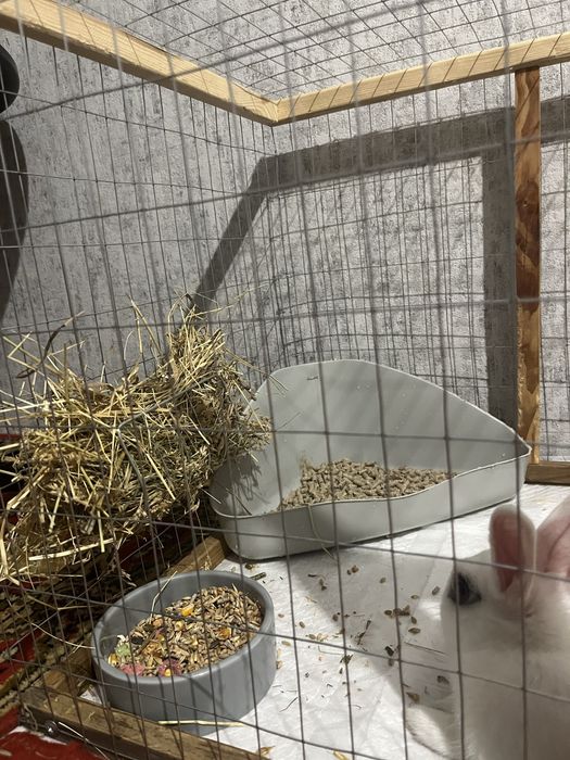 Кролик голанський мініат разом з кліткою та всим комплектуючим