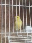 Canario macho amarelo 2024