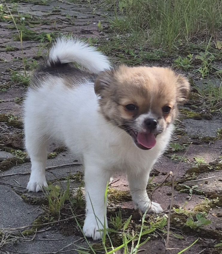 Chihuahua Piesek Długowłosy ZKwP