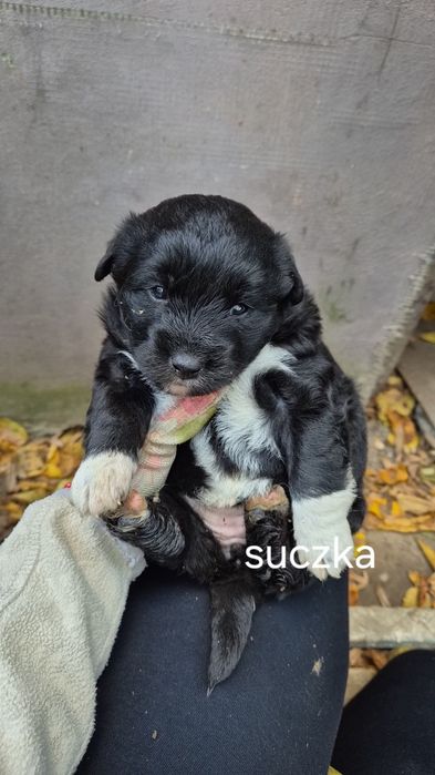 Oddam pieski w dobre ręce