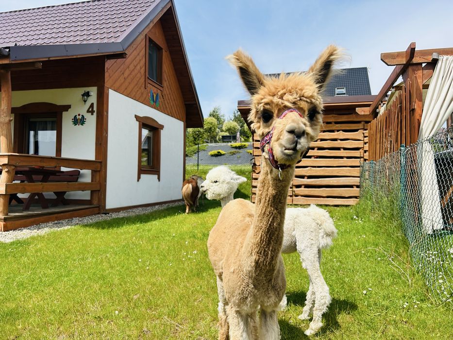 Domki Eden z balią Szwajcaria kaszubska mini zoo sauna