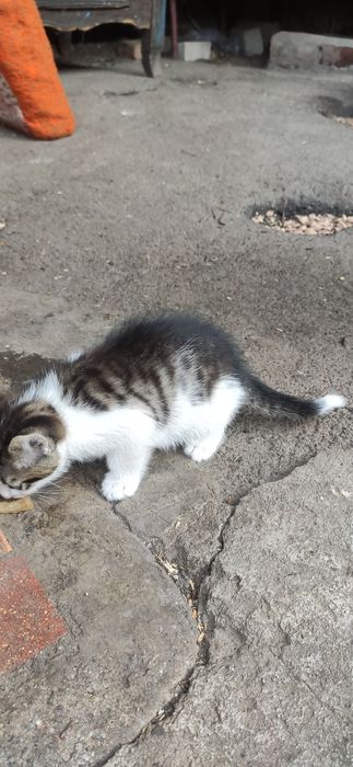 Віддам кошеня хлопчик Безкоштовно