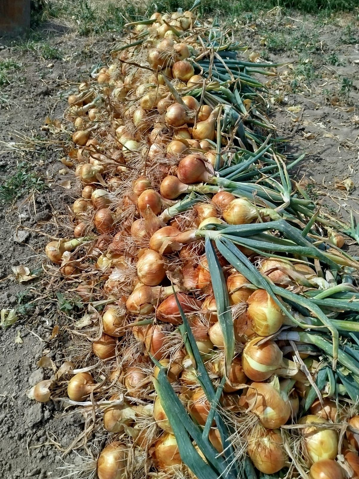 Цибуля опт та роздріб
