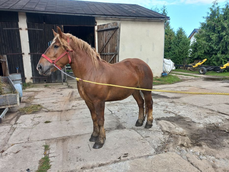 Klacz sztumska 3-letnia źrebna