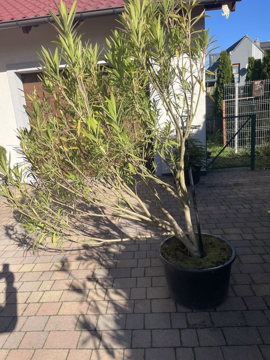 Kwiat doniczkowy oleander