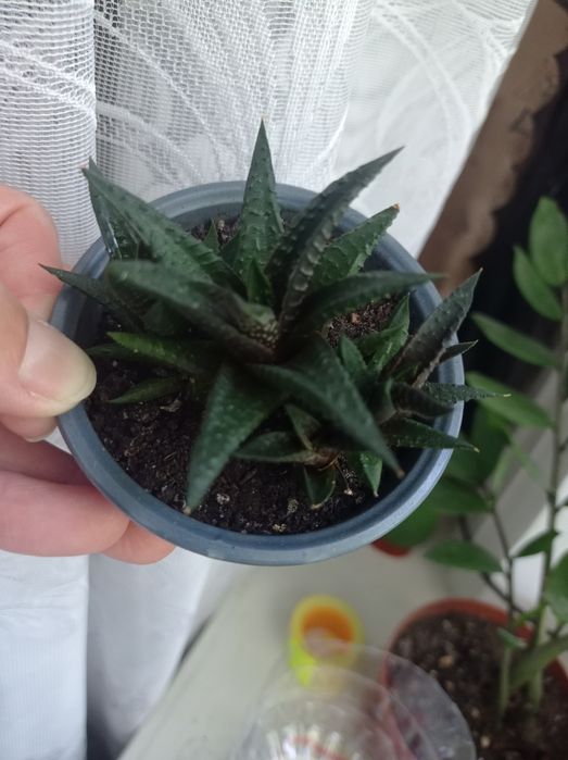 Хавортія сукулент