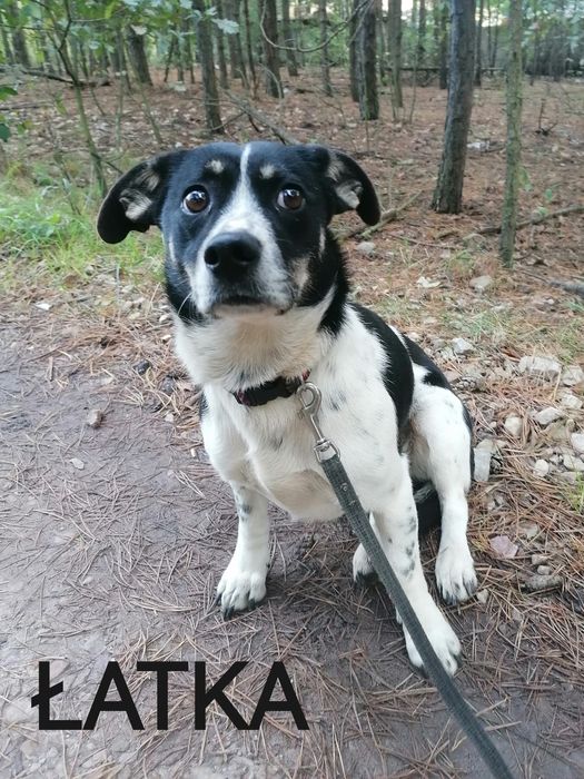 ŁATKA spokojna delikatna suczka szuka domu