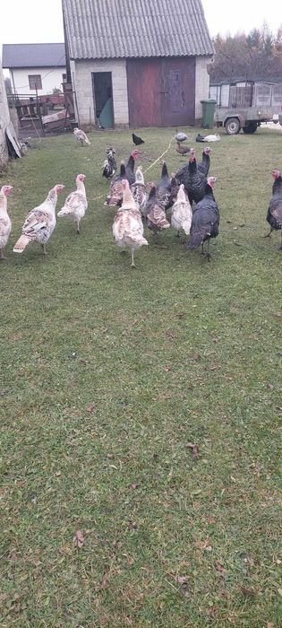 Sprzedam indyki i indory