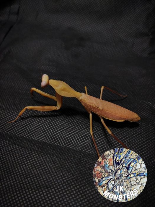 Modliszka Rhombodera kirbyi +gratisy