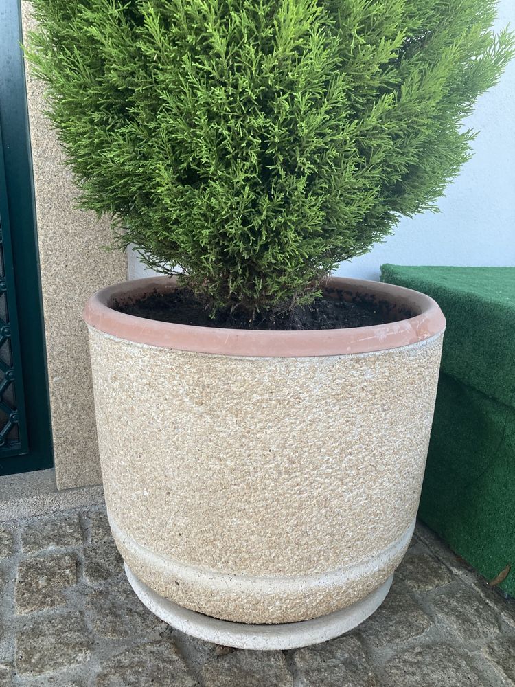 Vaso(s) com cedro natural