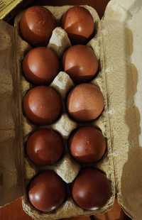 Jajka lęgowe Marans,Arakuana bezogoniasta