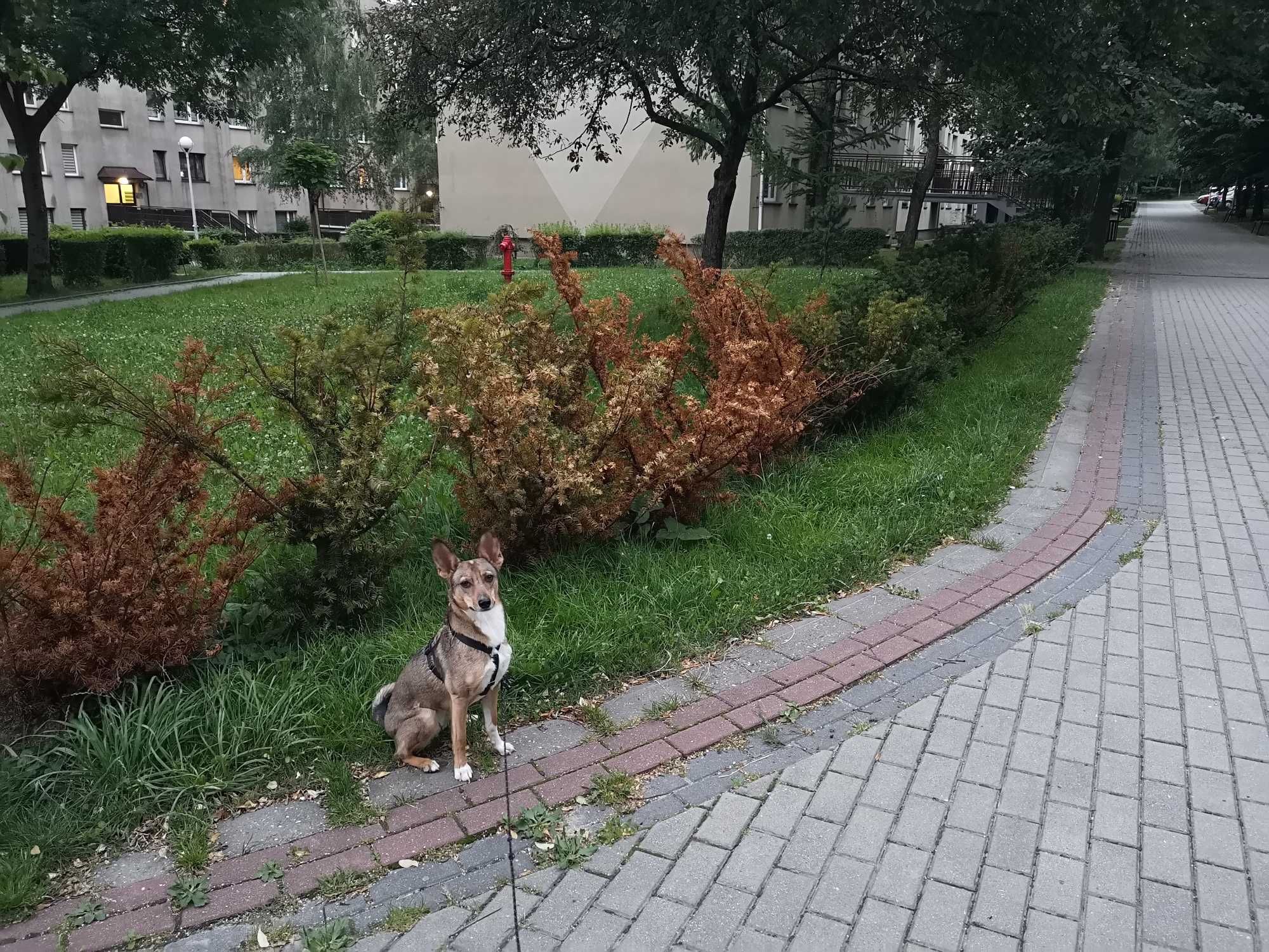SARNA czeka na kochający, spokojny domek. Pokochaj, adoptuj!