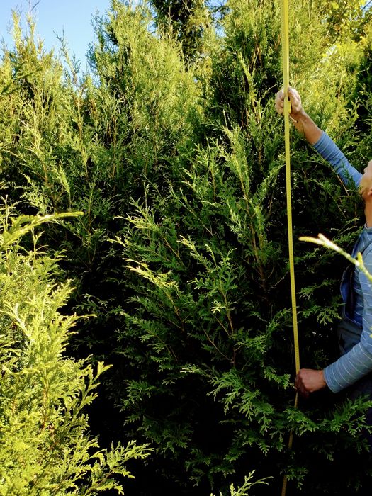 Tuja Aureospicata wysoka 230-260 cm, tuje SZMARAGD różne wysokości