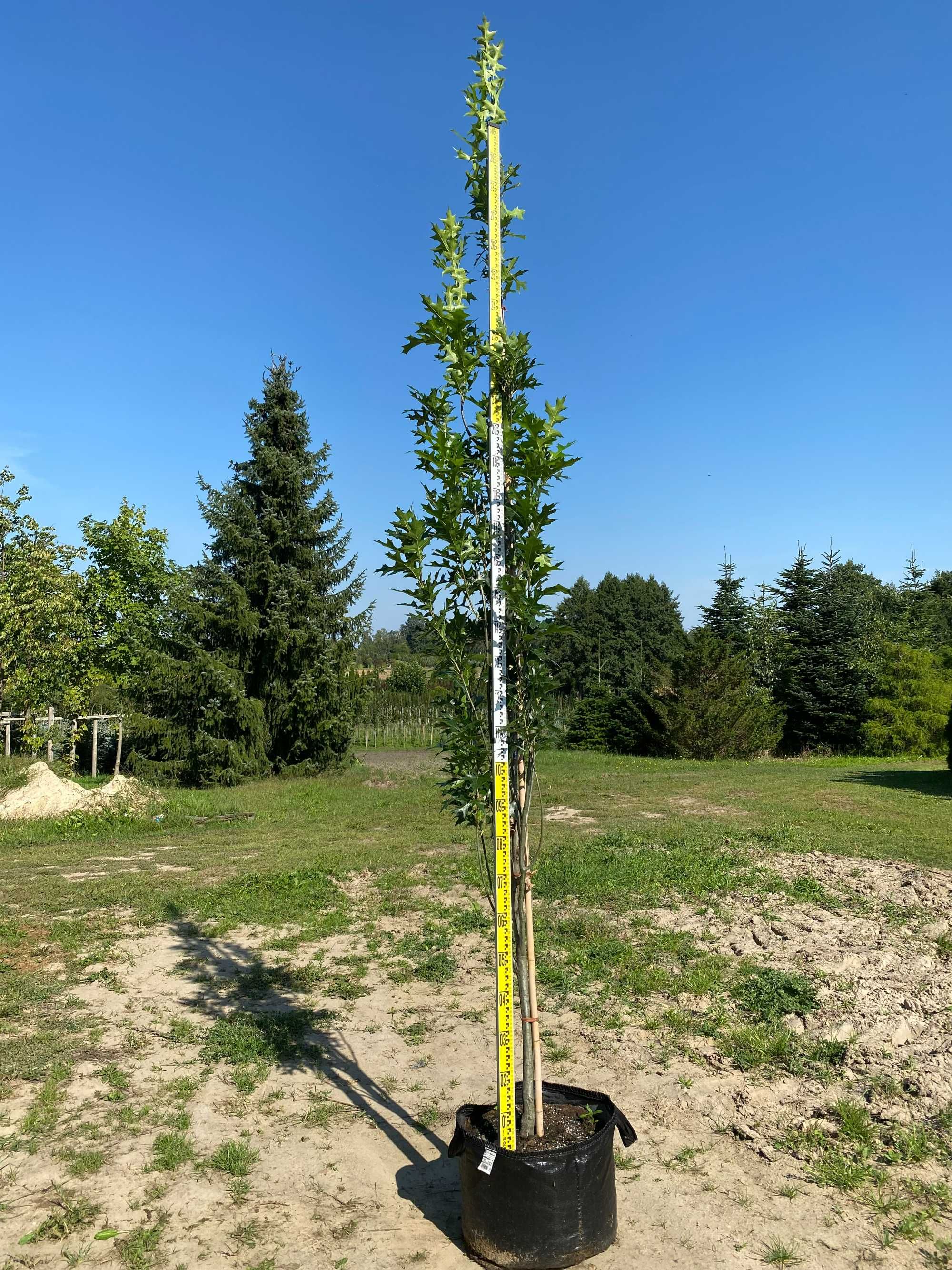 Dąb błotny GREEN PILLAR 6-8 wysokość 300-350 cm