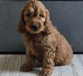 Piesek cockapoo!